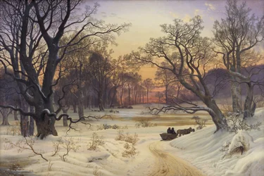Winter Night in a Forest
