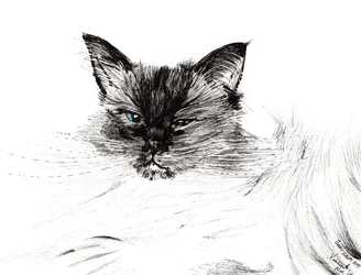 Sleepy Eye