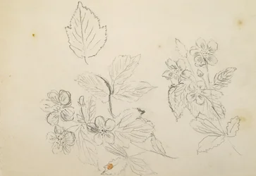 Flower Study