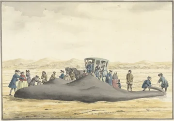 Stranded Sperm Whale on the Beach between Zandvoort and Wijk aan Zee, February 20, 1762, Seen from the Back