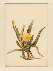 Ice Plant with Yellow Flowers
