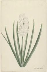 White Hyacinth