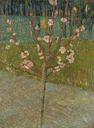 Almond Tree in Blossom