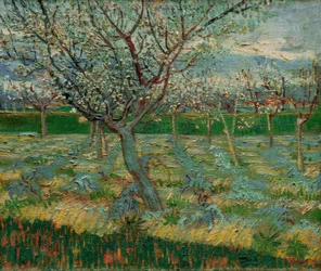 Blooming Orchard with Apricot Trees