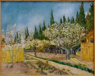 Blooming Orchard Surrounded by Cypresses