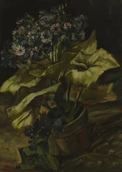 Cineraria
