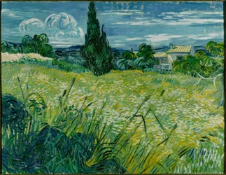 Green Wheat Field with Cypress