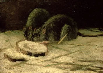 Two Rats
