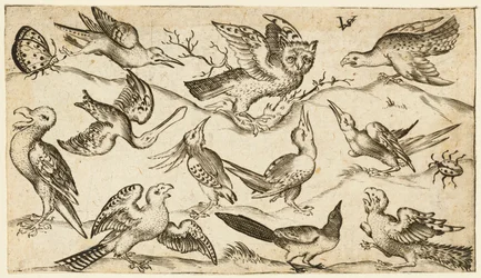 Eleven birds and two insects on minimal ground with owl with wings outstretched