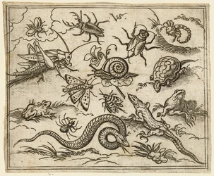 Group of insects and reptiles on plain ground with rocks, including an iguana, a lizard, 1557
