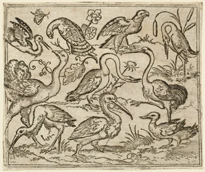 Ostrich on Left Side with Nine Other Birds, Including a Heron and a Pelican, 1557