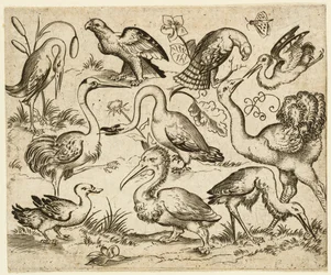 Ostrich on Left Side with Nine Other Birds, Including a Heron and a Pelican