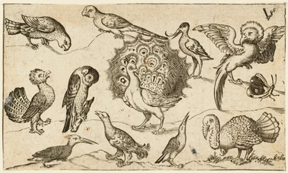 Peacock in centre surrounded by nine other birds, including a turkey, and a butterfly..., 1572.