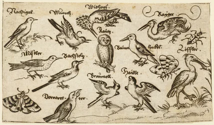 Twelve Types of Birds, Including an Owl and Pelican, Individually Labelled and Positioned