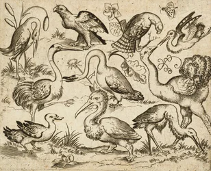Ostrich on Left Side with Nine Other Birds, Including a Heron and a Pelican, Depicted on a Minimal Ground with Patches of Foliage Around Some of the Birds, from Douce Ornament Prints Album I, after 1557