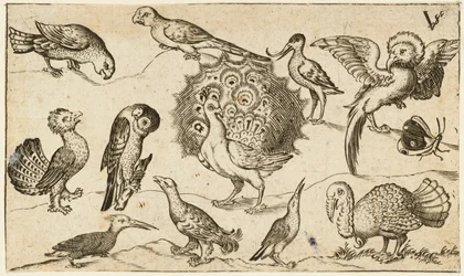 Peacock in centre surrounded by nine other birds, including a turkey, and a butterfly on a minimal ground with a small patch of grass, from Douce Ornament Prints Album I
