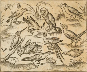 Ten birds sitting on branches and patches of grass, including two owls and a bird with long tail feathers chirping with head back in centre, from Douce Ornament Prints Album I