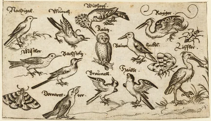 Twelve Types of Birds, Including an Owl and Pelican, Surrounded by a Moth, Butterfly, and Ladybug, from Douce Ornament Prints Album I