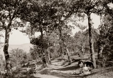 Walk through the forest