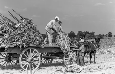 Man and boys load freshly harvested tobacco leaves onto a wagon on a farm