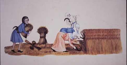 Medieval women harvesting corn, after a scene from the Luttrell Psalter