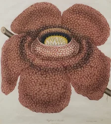 Flower of Rafflesia Arnoldii