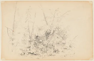 Sketch of Wild Plants