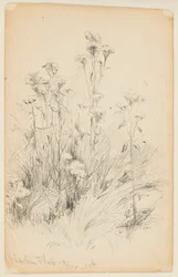 Study of Thistles and Grass, Harlem Flats
