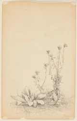 Study of Wild Plants