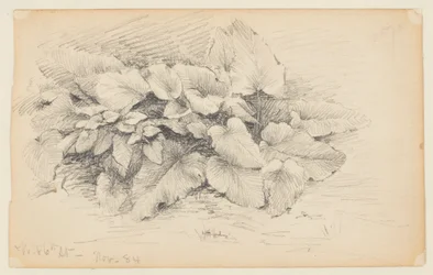 Study of a Plant, West 86th Street