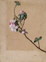 Apple Blossom