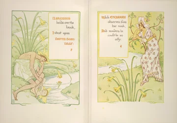 Narcissus and eyebright