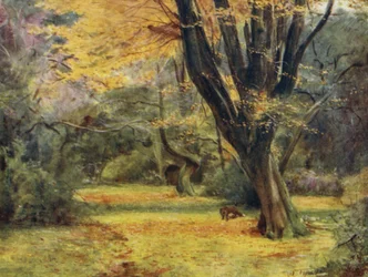 The New Forest: Maples, near Queen