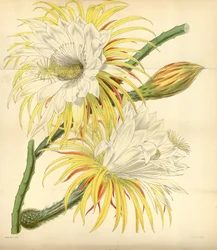 Selenicereus Macdonaldiae