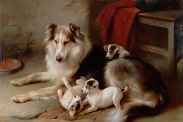 A Collie with Fox Terrier Puppies