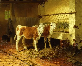 Two Calves in a Barn