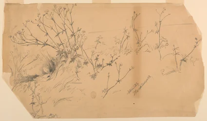 Nature Study