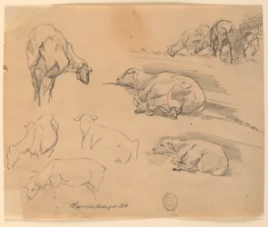 Sketches of Sheep