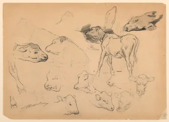 Studies of Cattle, Heads of Sheep and a Hog