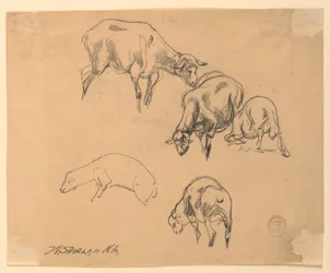 Studies of Sheep