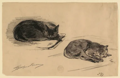 Study of Cats