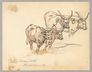 Study of Cattle in Tuscany
