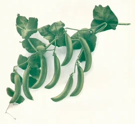 Green Peas, c1908