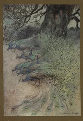 Hundreds of peacocks of gorgeous plumes came to the embankments to eat the khai, from 