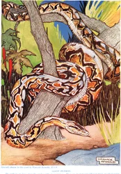Giant Python