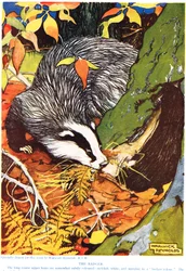The Badger, from 