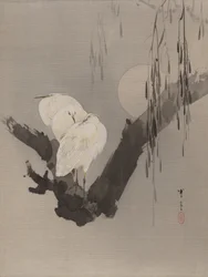 Egrets in a Tree at Night