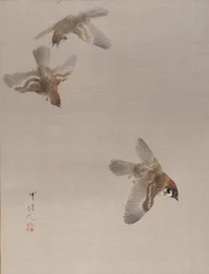 Sparrows Flying