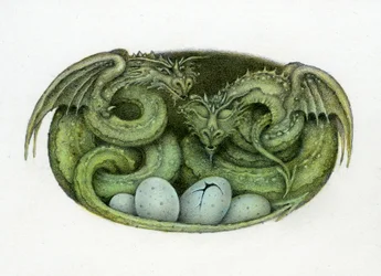 Amphisbaena