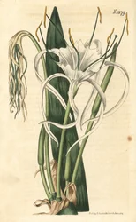 Beach Spider Lily, Hymenocallis littoralis. Handcoloured botanical engraving from John Sims